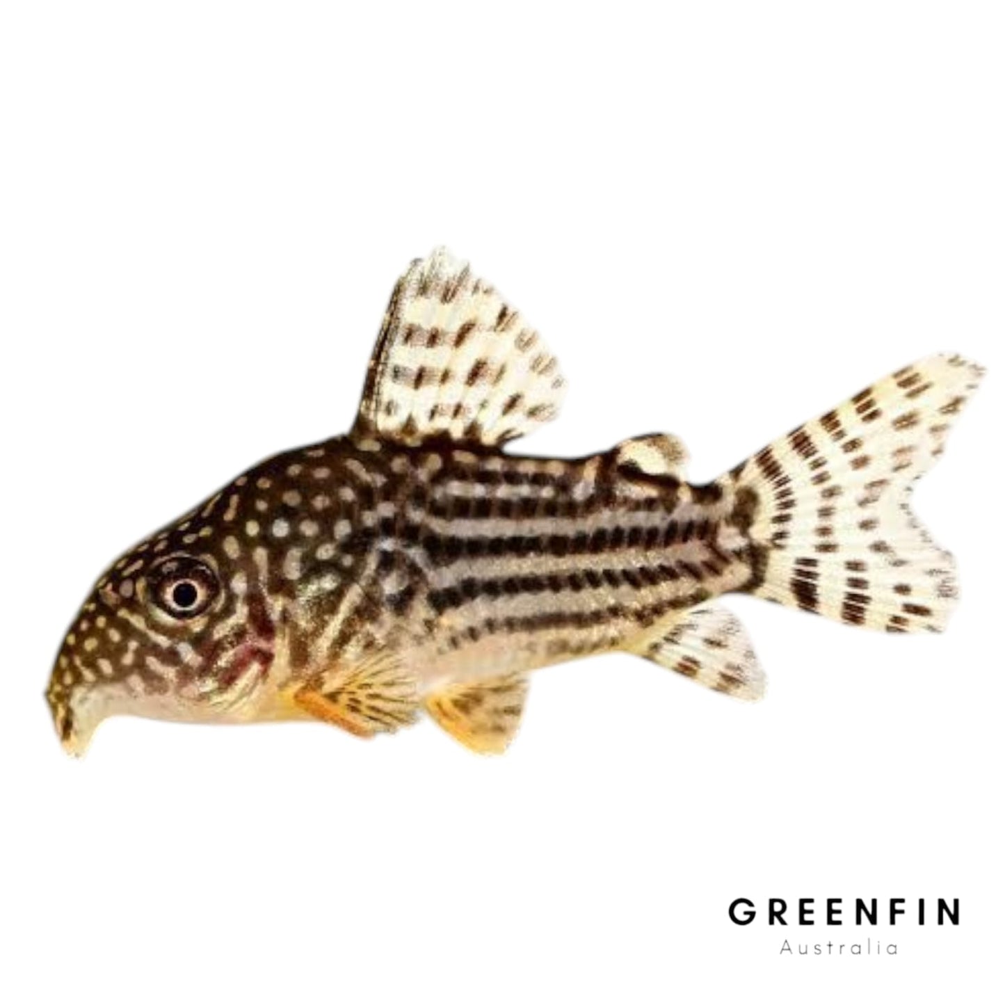 Sterbai Corydoras – Peaceful Bottom-Dweller for Freshwater Aquariums