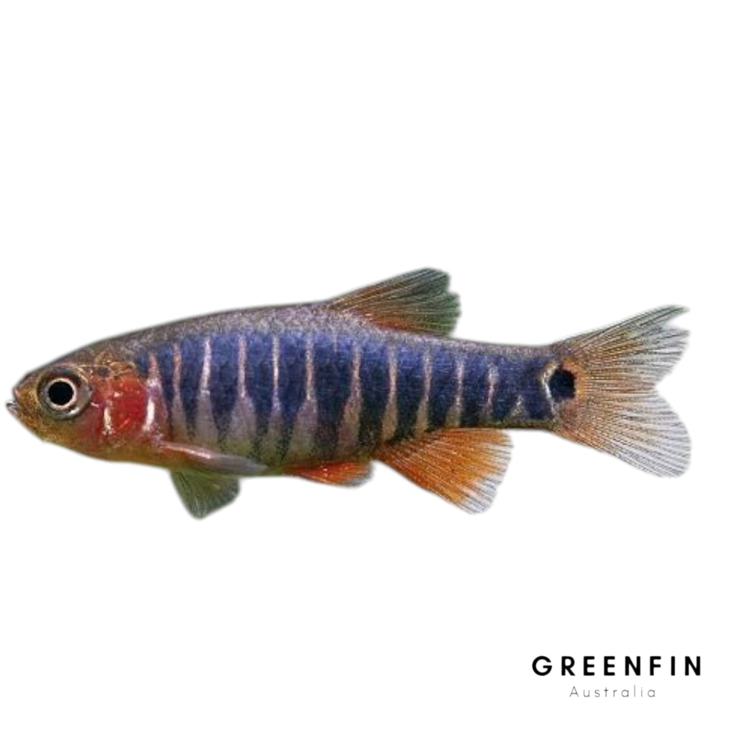 Emerald Rasboras – Shimmering Nano Fish for Freshwater Aquariums