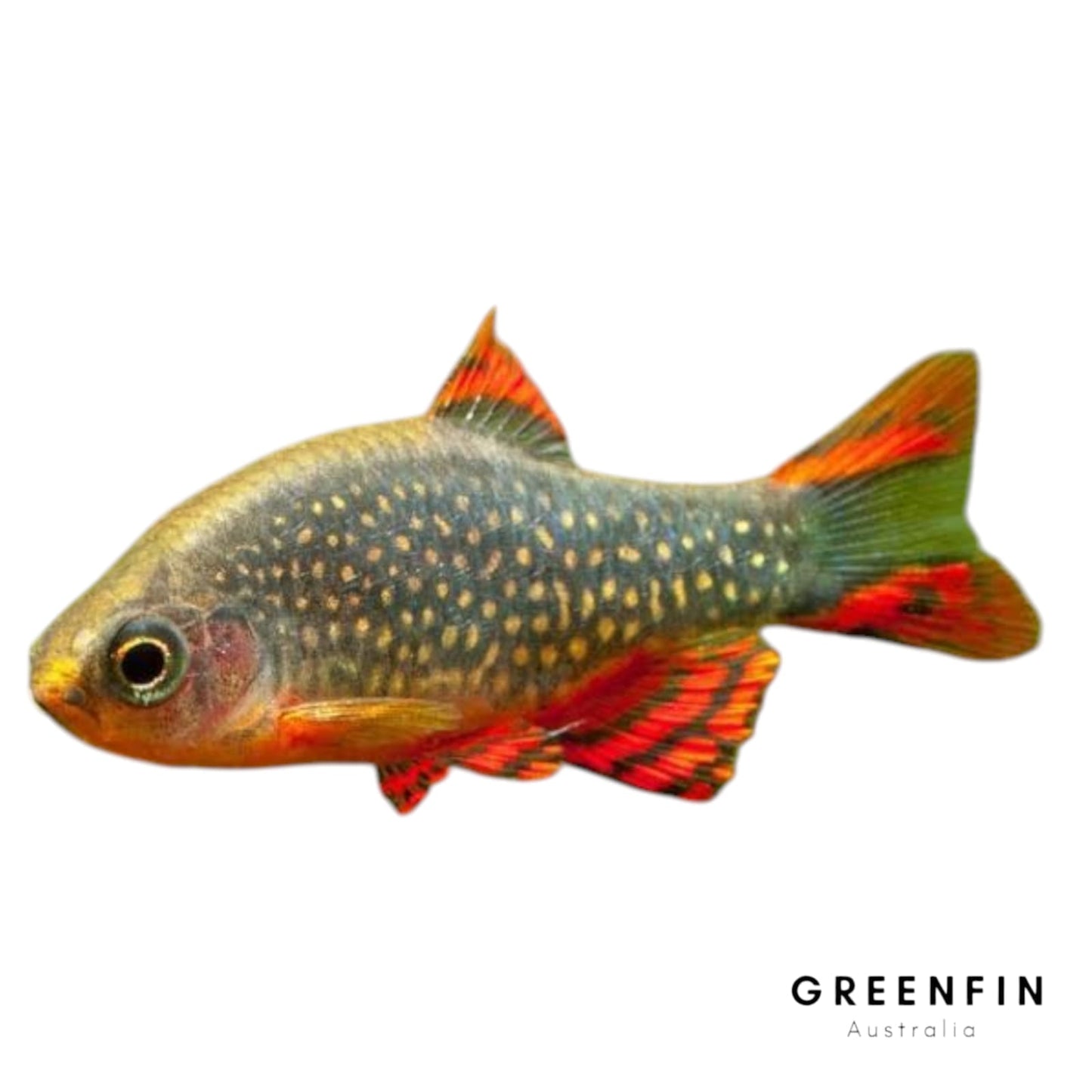 Celestial Pearl Danio (Galaxy Rasbora) – Nano Fish for Freshwater Aquariums