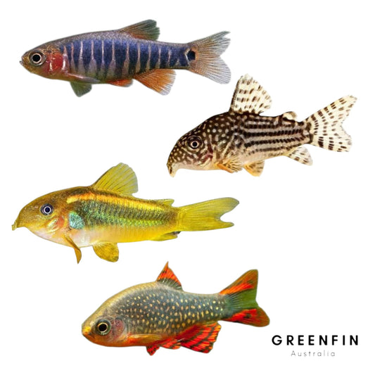 Are Galaxy Rasboras (CPDs) Right for Your Aquarium?