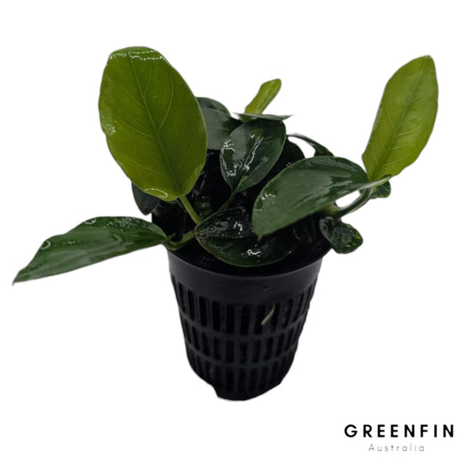 Why Are The Aquarium Plants Grown Out of Water? (And Why That’s a Good Thing)