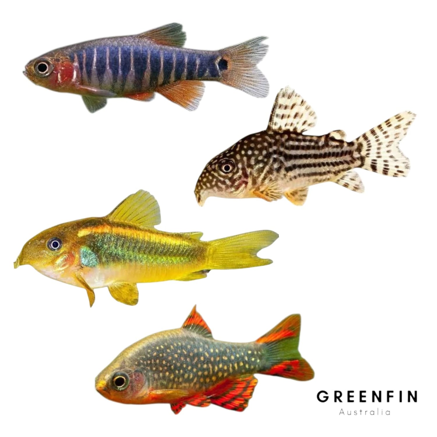 Live Freshwater Fish