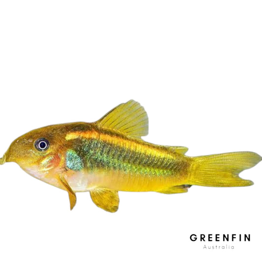 Gold Laser Corydoras – Striking Bottom-Dweller for Freshwater Aquariums